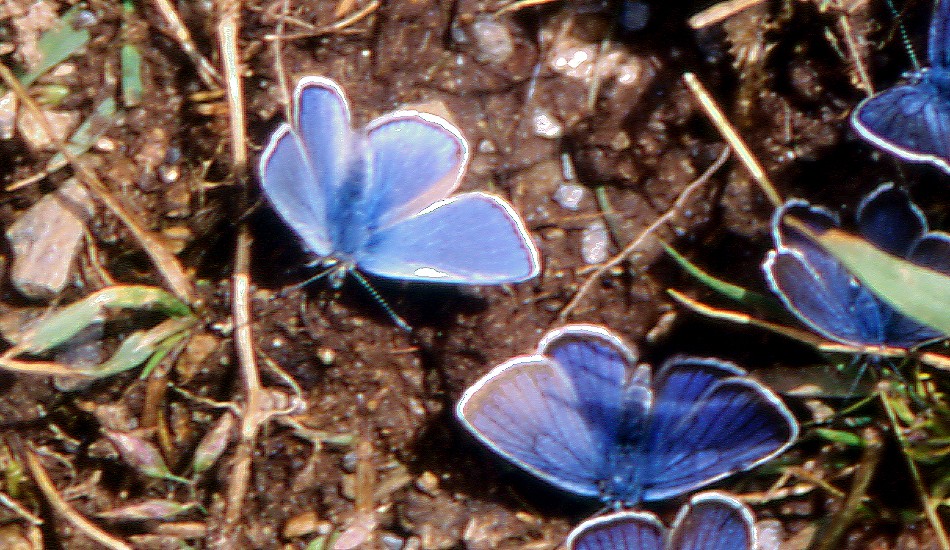 Farfalle di Valtellina, Valchiavenna, V.Poschiavo, Bregaglia